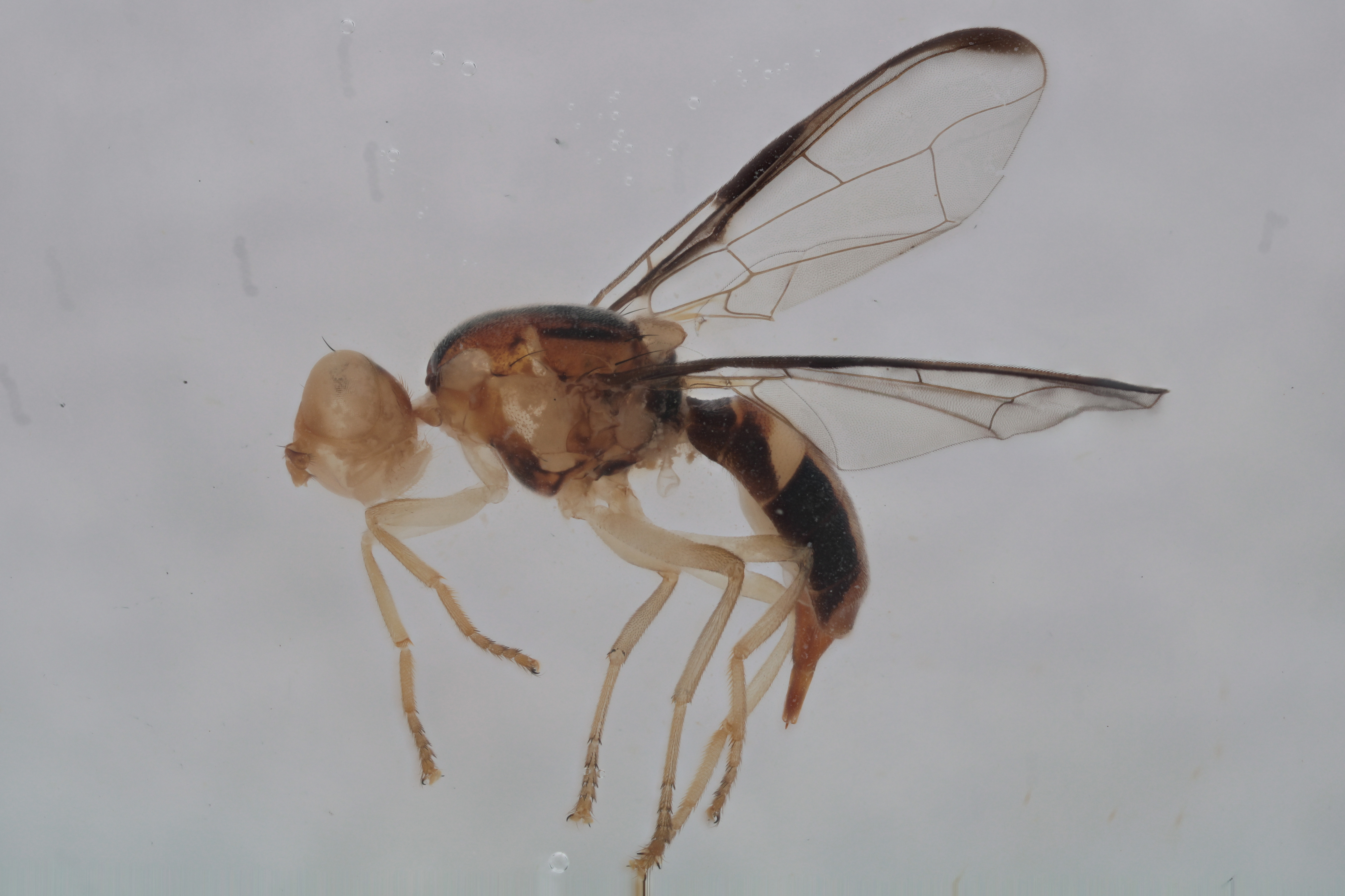 Image of a fruit fly