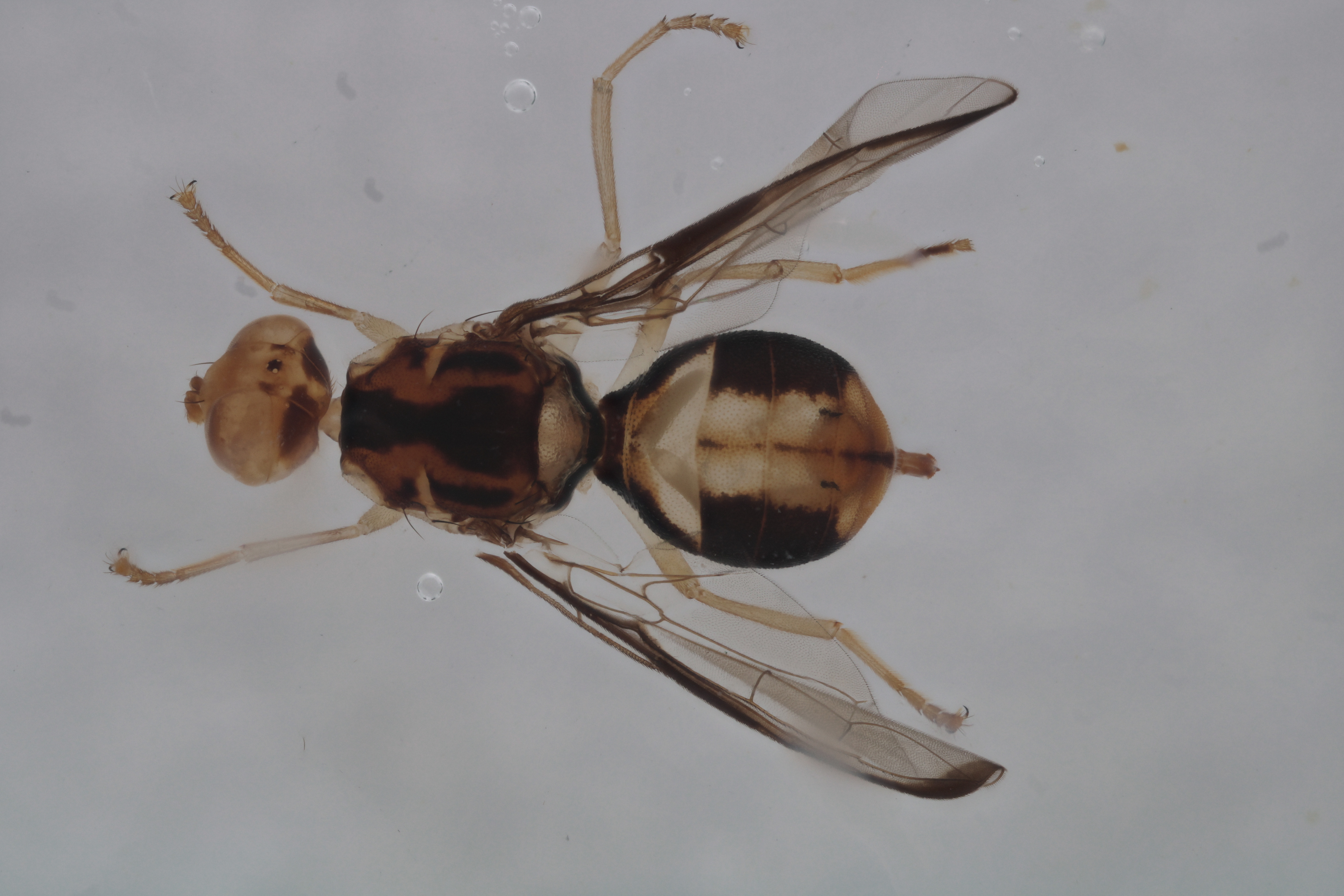 Image of a fruit fly