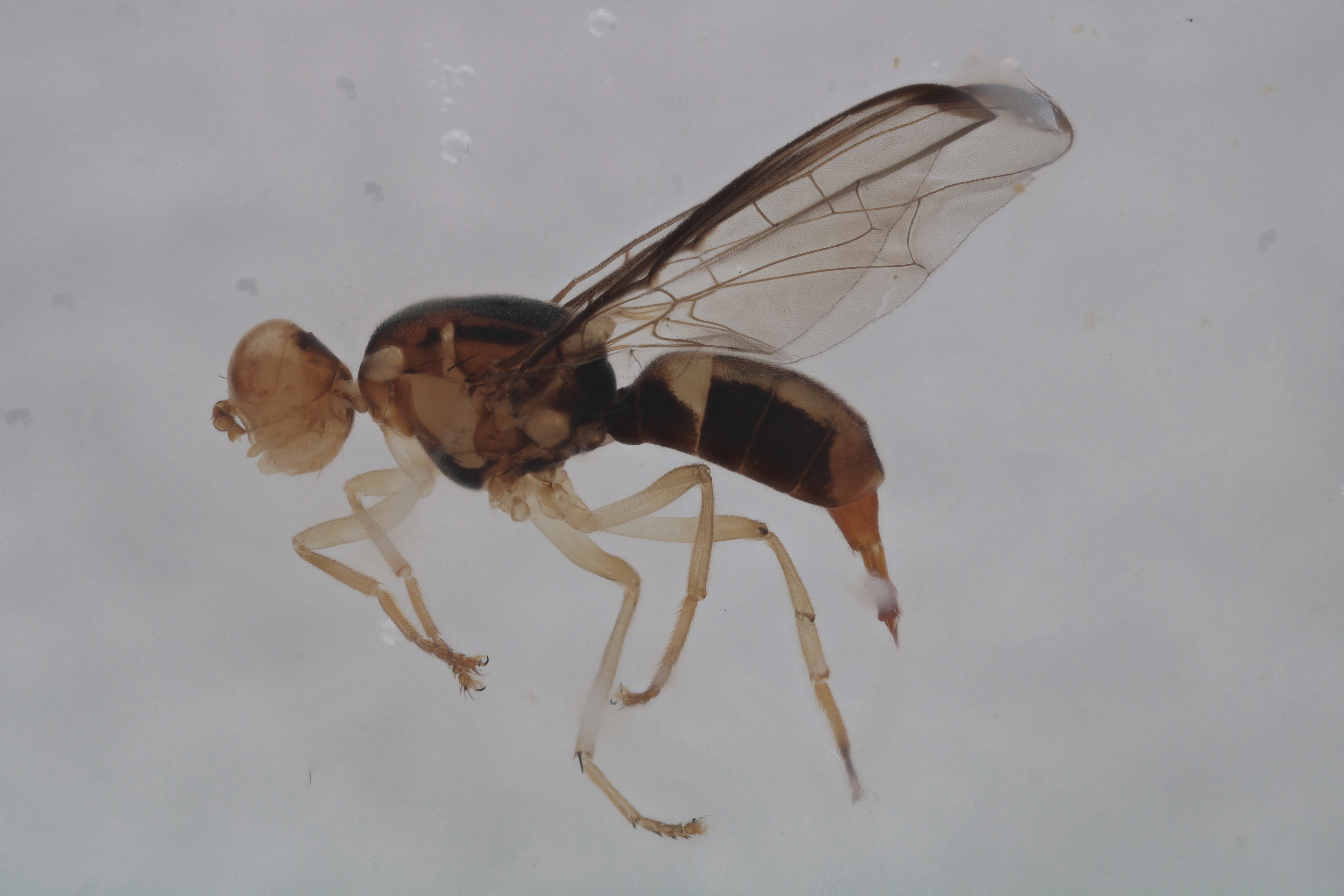 Image of a fruit fly