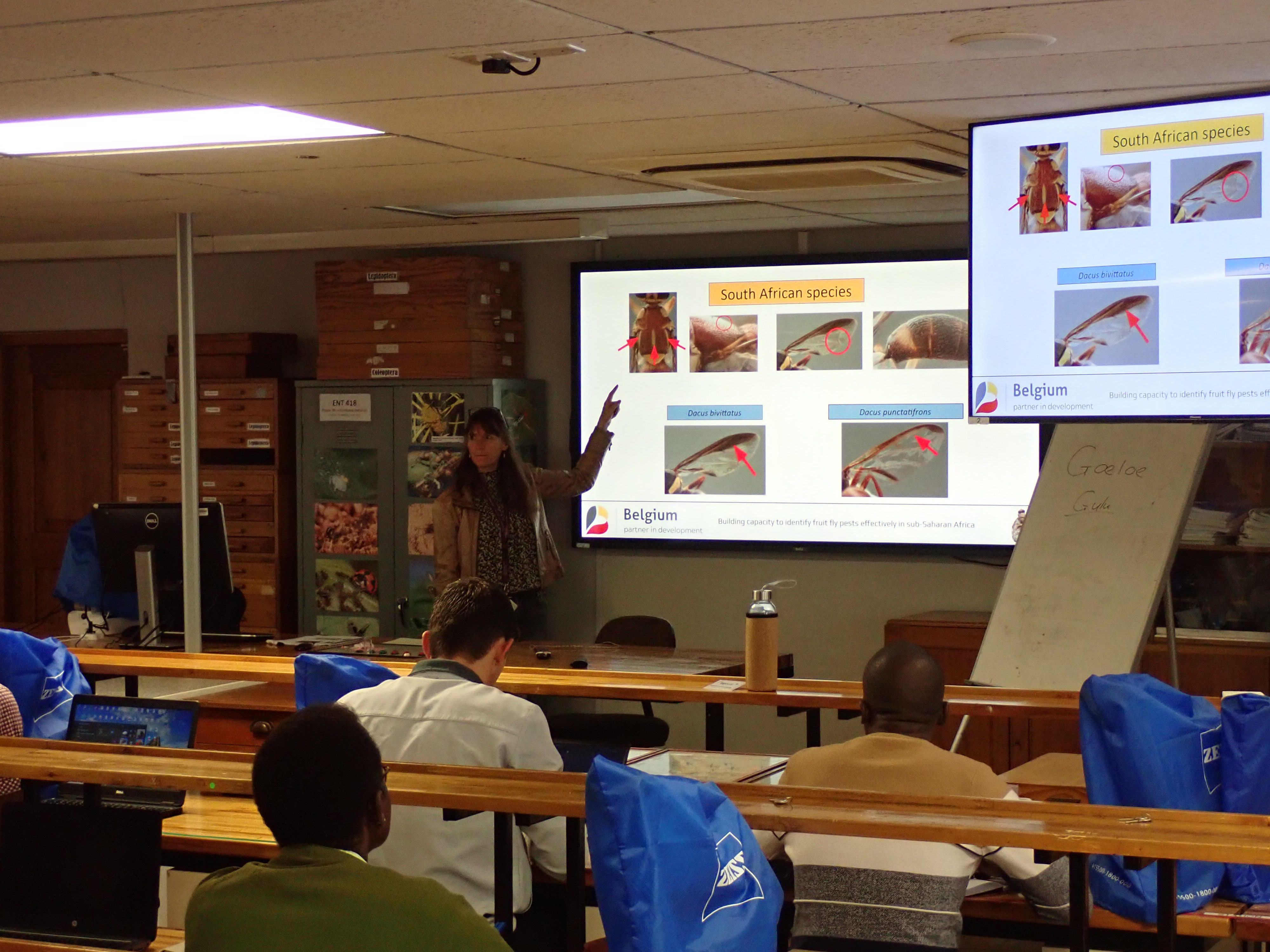 Fig 1: Prof Pia Addison (Stellenbosch University) explaining morphological differences between Dacus species at the DISPEST training course.