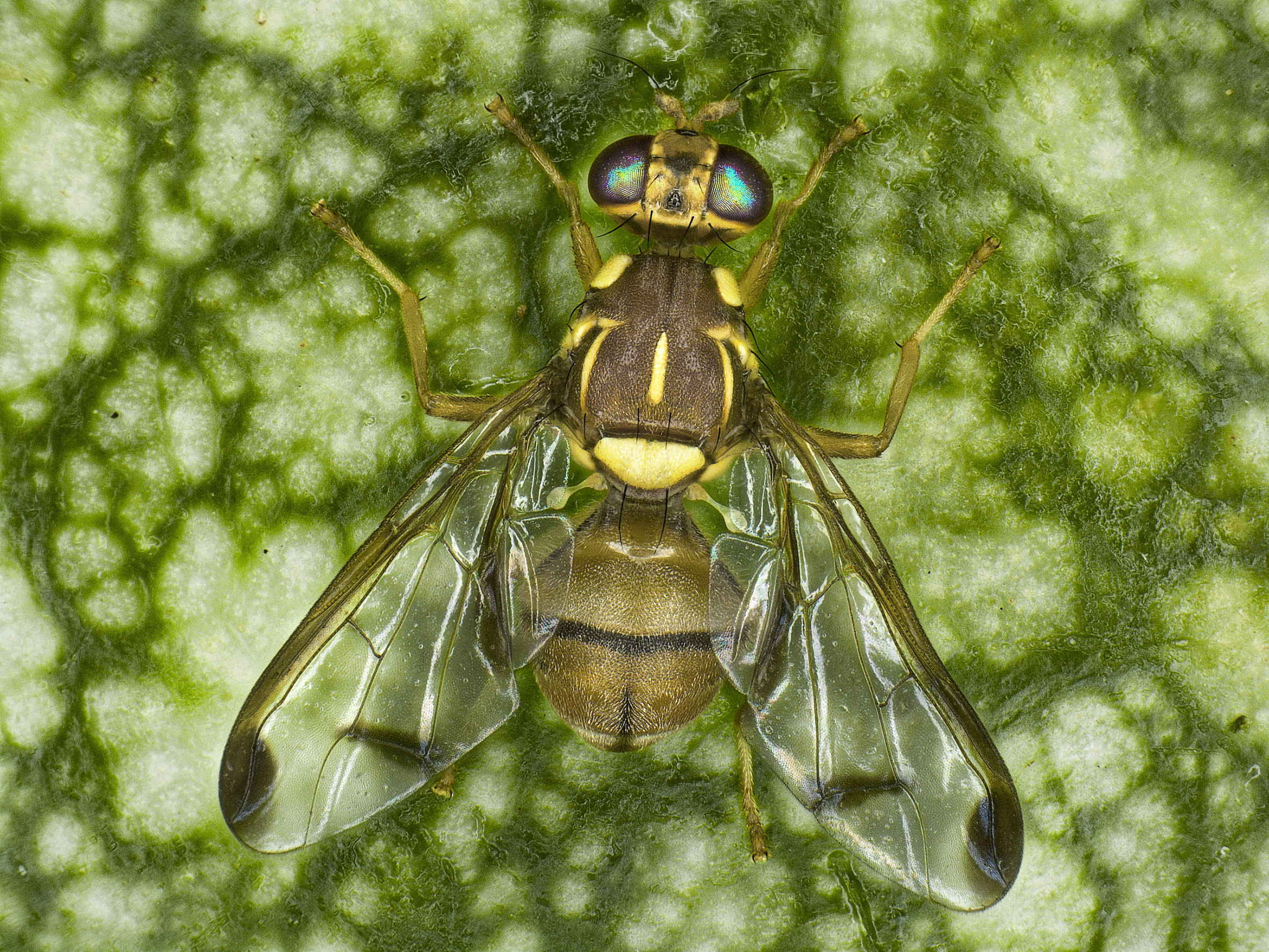 the melon fly, Zeugodacus cucurbitae (courtesy A. Franck, CIRAD)