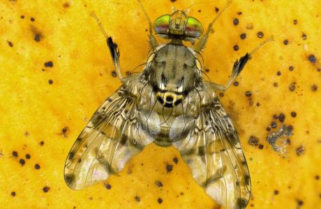 male Ceratitis quilicii (Diptera, Tephritidae)