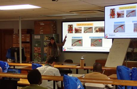 Prof Pia Addison (Stellenbosch University) explaining morphological differences between Dacus species at the DISPEST training course.