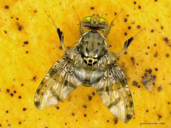 male Ceratitis quilicii (Diptera, Tephritidae)